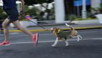 Serunya Lomba Lari Bersama Anjing Peliharaan di Venezuela