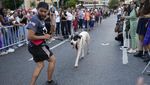 Serunya Lomba Lari Bersama Anjing Peliharaan di Venezuela