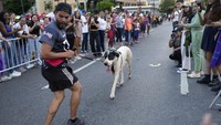 Dana yang dikumpulkan akan digunakan untuk tempat penampungan bagi anjing yang diselamatkan di Caracas.