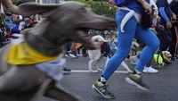 Para majikan dan anjing peliharaannya tampak semangat mengikuti lomba lari ini.  