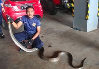 Ngeri! Ular King Cobra 5 Meter Ditemukan Di Bawah Kompor Warga Bogor