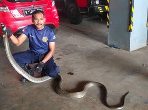 Ngeri! Ular King Cobra 5 Meter Ditemukan di Bawah Kompor Warga Bogor