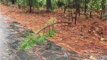 Bos, ada pohon menghalangi jalan! Aku tidak bisa ke kantor! kata karyawan yang akhirnya putar balik ke rumah. Foto: I Feel Personally Attacked By This Meme via Bored Panda