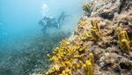 Aksi Penyelam Bersihkan Sampah di Laut Sekitar Pulau Mljet Kroasia