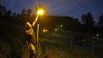 Elektrifikasi Pertanian, Hama Hilang Kebun Terang