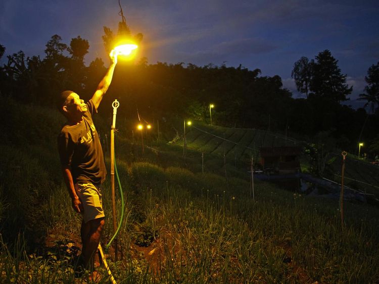 Elektrifikasi Pertanian, Hama Hilang Kebun Terang