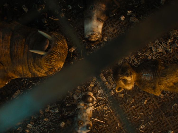 Kenalan dengan Teman Kecil Rocket Raccoon di Guardian of the Galaxy Vol.3