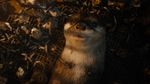 Kenalan dengan Teman Kecil Rocket Raccoon di Guardian of the Galaxy Vol.3