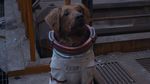 Kenalan dengan Teman Kecil Rocket Raccoon di Guardian of the Galaxy Vol.3