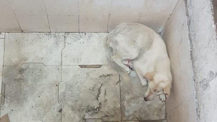 Isu penampakan babi ngepet menghebohkan warga Tangsel. Hewan berkaki empat itu rupanya anjing. Foto diperoleh dari Kasi Humas Polres Tangsel Ipda Galih memperlihatkan anjing yang diviralkan babi ngepet itu.