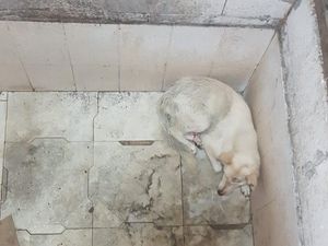 Warga Heboh Isu Babi Ngepet di Selokan, Eh Ternyata...