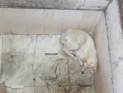 Ini Anjing yang Dikira Babi Ngepet hingga Hebohkan Warga Tangsel
