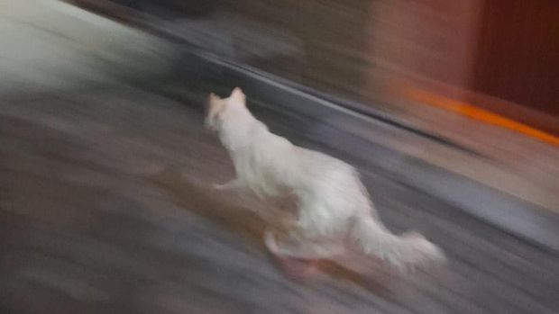 Isu penampakan babi ngepet menghebohkan warga Tangsel. Hewan berkaki empat itu rupanya anjing. Foto diperoleh dari Kasi Humas Polres Tangsel Ipda Galih memperlihatkan anjing yang diviralkan 'babi ngepet' itu.