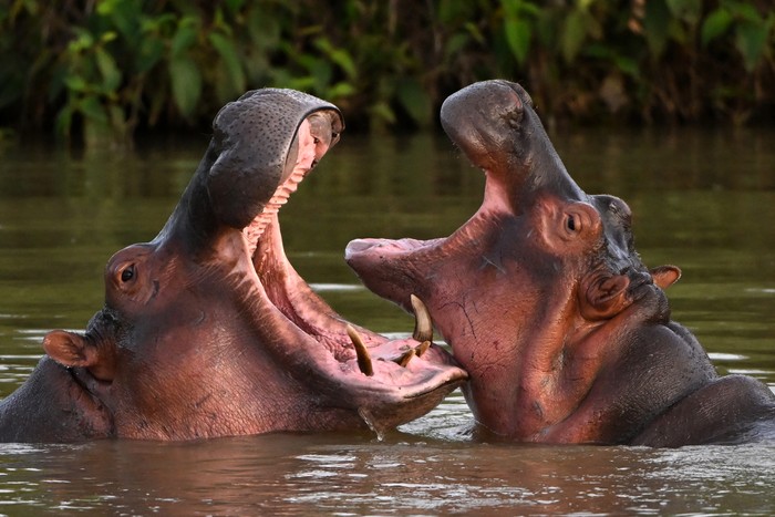 Hippos -- descendants from a small herd introduced by drug kingpin Pablo Escobar -- are seen in the wild in a lake near the Hacienda Napoles theme park, once the private zoo of Escobar, in Doradal, Antioquia Department, Colombia, on April 19, 2023. - Colombia is making progress on the transfer of 70 hippos to overseas sanctuaries in Mexico and India, but mitigating the havoc caused by this unusual legacy of deceased drug lord Pablo Escobar carries a hefty price tag: $3.5 million. The cocaine baron brought a small number of the African beasts to Colombia in the late 1980s, but after his death in 1993 the animals were left to roam freely in a hot, marshy area of Antioquia department, where environmental authorities have been helpless to curb their numbers which now stand at more than 150 animals. (Photo by Raul ARBOLEDA / AFP)