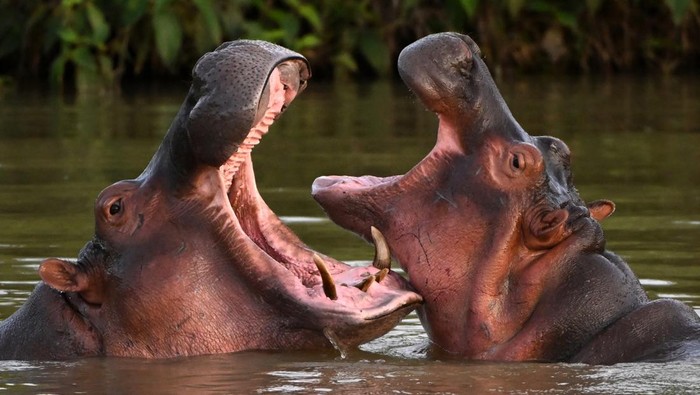 Hippos -- descendants from a small herd introduced by drug kingpin Pablo Escobar -- are seen in the wild in a lake near the Hacienda Napoles theme park, once the private zoo of Escobar, in Doradal, Antioquia Department, Colombia, on April 19, 2023. - Colombia is making progress on the transfer of 70 hippos to overseas sanctuaries in Mexico and India, but mitigating the havoc caused by this unusual legacy of deceased drug lord Pablo Escobar carries a hefty price tag: $3.5 million. The cocaine baron brought a small number of the African beasts to Colombia in the late 1980s, but after his death in 1993 the animals were left to roam freely in a hot, marshy area of Antioquia department, where environmental authorities have been helpless to curb their numbers which now stand at more than 150 animals. (Photo by Raul ARBOLEDA / AFP)
