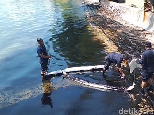 Sumber Limbah Hitam di Pantai Kampung Melayu Batam Diselidiki