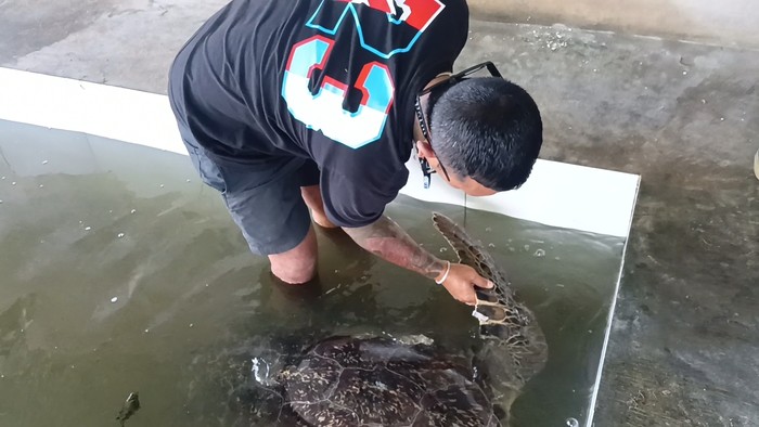 21 penyu hijau sitaan Polairud yang dititip BKSDA di tempat penangkaran mulai membaik dan mau makan, namun masih agak stres karena sakit/luka.