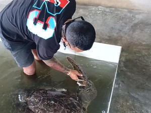 Lega 21 Penyu Hijau Sitaan di Penangkaran Membaik, Sedihnya Mereka Stres