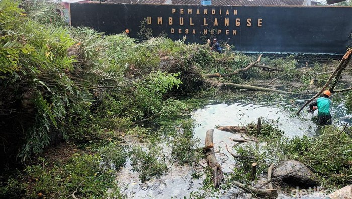 Pohon munggur di umbul Langse, Nepen, Teras, Boyolali, ambruk Rabu (3/5/2023).