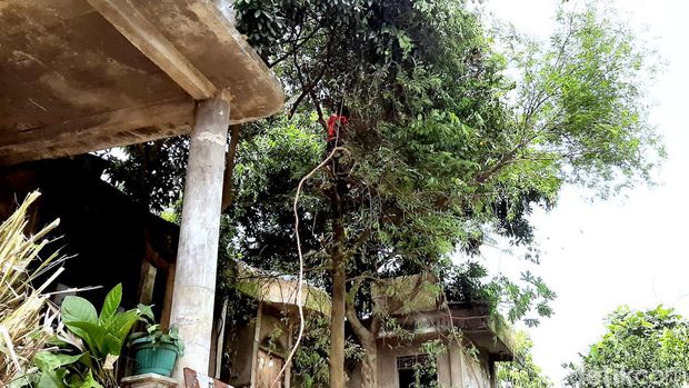 Rumah milik dokter Wayan yang viral karena tak terurus.