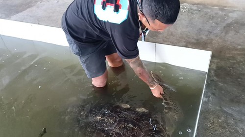 Kelangsungan hidup 21 penyu hijau sitaan Polairud Polda Bali yang dititipkan BKSDA ke tempat penangkaran terganjal biaya pakan yang tinggi.