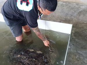 21 Penyu Hijau Sitaan BKSDA Terancam Kelaparan di Penangkaran