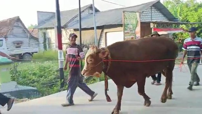 Viral seserahan sultan Tuban