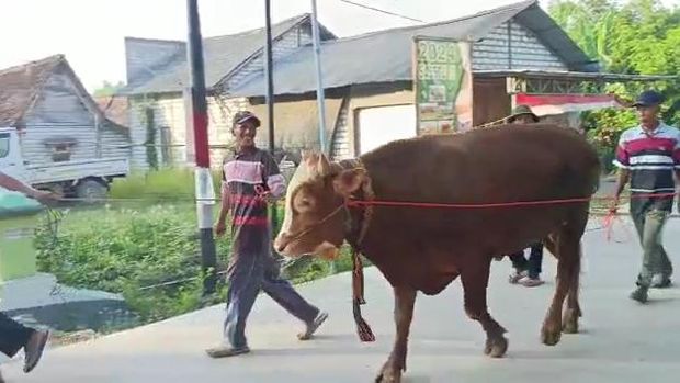 Viral seserahan sultan Tuban