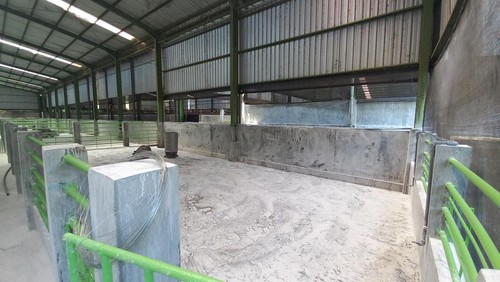 Distan Buleleng kesulitan mencari tahu penyebab kematian mendadak babi di Desa Bila, sebab bangkainya sudah dikremasi dan dikubur.