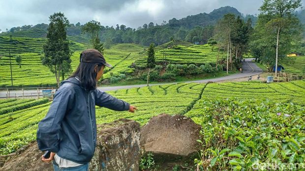 Lokasi video syur wanita di kebun teh Ciwidey, Kabupaten Bandung.