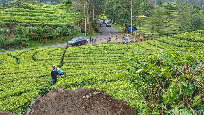 Lokasi video syur wanita di kebun teh Ciwidey, Kabupaten Bandung.