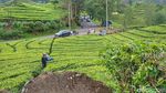 Kebun Teh Ciwidey yang Tenang Dibikin Gempar oleh Wanita Bercadar Pamer Kelamin