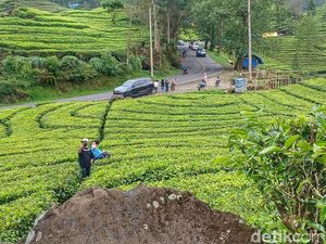Kabar Terbaru Kasus Video Syur di Kebun Teh Ciwidey