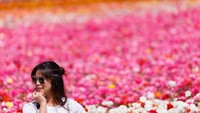 Seorang pengunjung nampak berpose untuk difoto dengan latar belakang kebun bunga nan cantik.