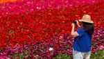 Menikmati Indahnya Warna-warni Bunga di California