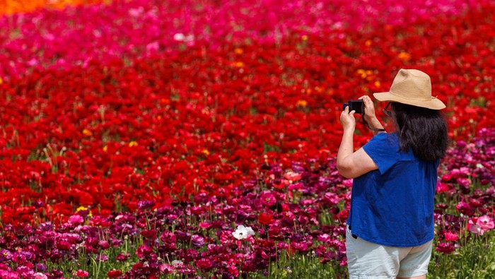 Menikmati Indahnya Warna-warni Bunga di California Field workers pick giant Tecolote Ranunculus flowers as people take a picture at the Flower Fields in Carlsbad, California, U.S., April 27, 2023. REUTERS/Mike Blake