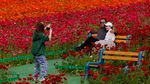 Menikmati Indahnya Warna-warni Bunga di California