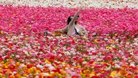 Sepasang kekasih nampak menikmati hamparan warna-warni bunga telocote ranunculus. Tidak lupa mengabadikannya dengan berswafoto.  