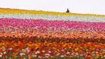 Menikmati Indahnya Warna-warni Bunga di California