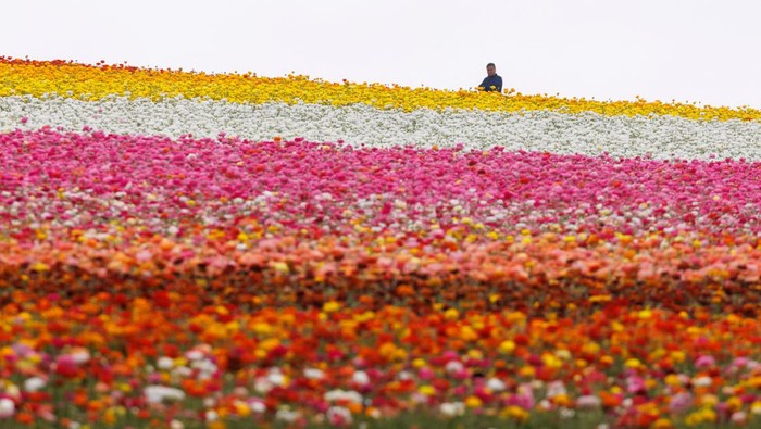 Menikmati Indahnya Warna-warni Bunga di California Field workers pick giant Tecolote Ranunculus flowers as people take a picture at the Flower Fields in Carlsbad, California, U.S., April 27, 2023. REUTERS/Mike Blake