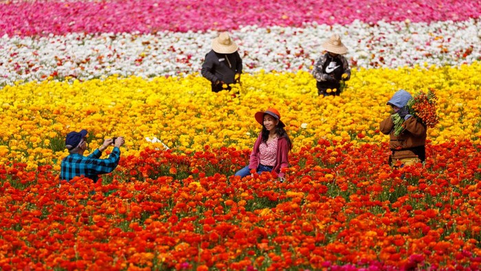 Menikmati Indahnya Warna-warni Bunga di California Field workers pick giant Tecolote Ranunculus flowers as people take a picture at the Flower Fields in Carlsbad, California, U.S., April 27, 2023. REUTERS/Mike Blake