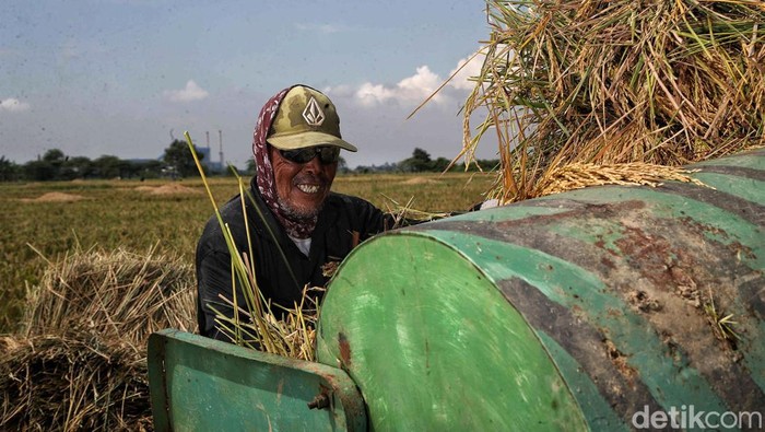 Panen Padi Sejumlah petani melakukan panen padi di kawasan persawahan Desa Buni Bakti, Kabupaten Bekasi, Jawa Barat, Kamis (4/5/2023).