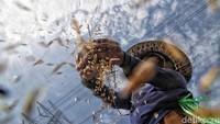 Panen padi ini sudah dilakukan petani sejak Mei 2023.