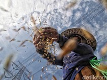 Kopdes Merah Putih Diharapkan Beriringan dengan Koperasi Petani