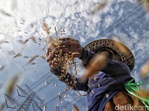 Hasil Panen Bisa Digenjot saat El Nino, Ini Solusinya