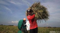 Batang-batang padi dikumpulkan di satu lokasi. Kemudian petani melakukan proses perontokan menggunakan mesin.
