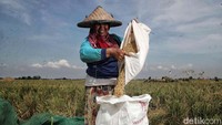 Padi tetap bisa dipanen meski areal persawahan di Desa Buni Bakti sempat terendam banjir beberapa bulan lalu.