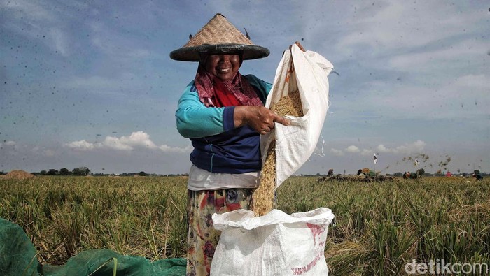 Sejumlah petani melakukan panen padi di kawasan persawahan  Desa Buni Bakti, Kabupaten Bekasi, Jawa Barat, Kamis (4/5/2023).