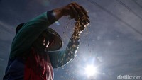 Petani mengaku bisa panen padi sebanyak 2-3 kali dalam setahun.