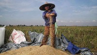 Gabah ini nantinya akan dikeringkan dengan cara dijemur di bawah sinar matahari. Kemudian digiling menjadi beras.